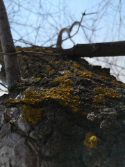 Yellow moss on a tree in early spring closeup in the North of Russia