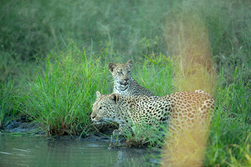 Fototapeta na wymiar Leopardess with her cub drinking water