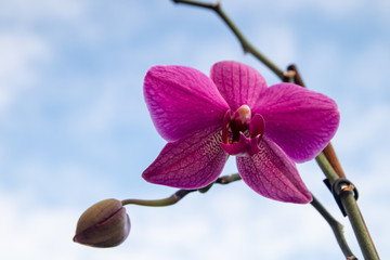 Single flower of purple orchid (Phalaenopsis) with branch and bud and with sky in the background