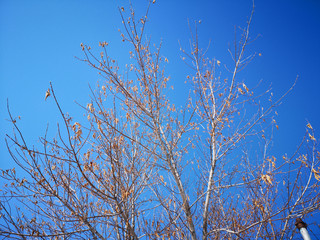 Bare branches of a dark tree against a blue sky in winter