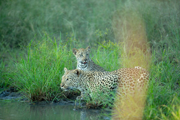 Leopardess with her cub drinking water