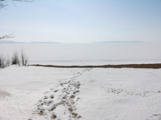 Winter Russian forest landscape with trees in early spring, melting snow