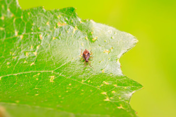 stinkbug on plant