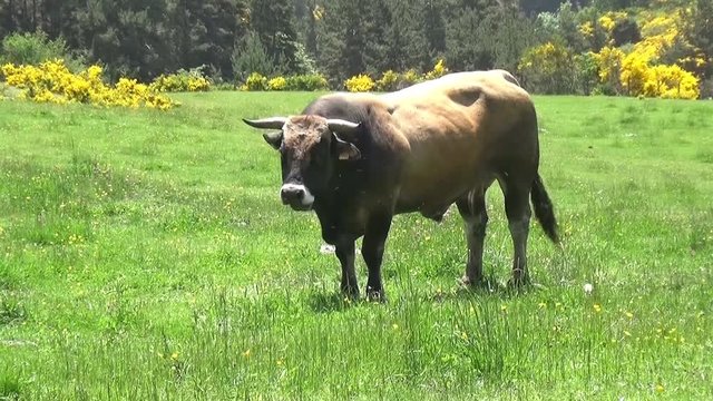 Taureau de race Aubrac dans un p&acirc;turage 
