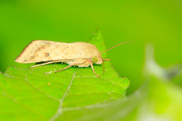 Moth insects on plant