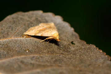Moth insects on plant