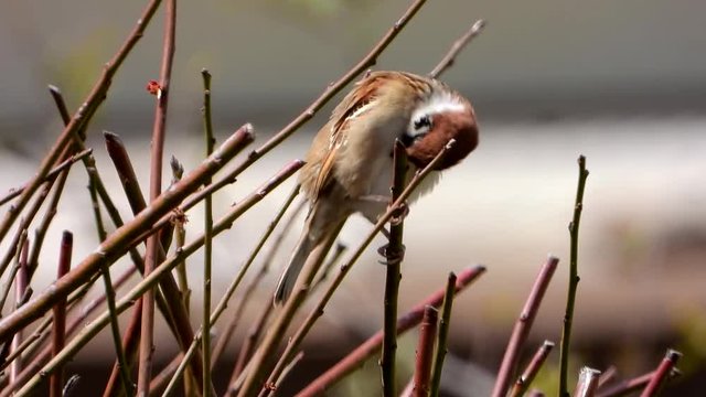 梅の木のスズメ