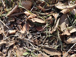 Texture of dry grass and leaves closeup in Russia, in March