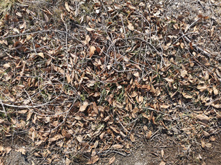 Texture of dry grass and leaves closeup in Russia, in March
