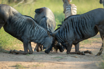 Fototapeta na wymiar Young Wildebeest bulls learning to fight 