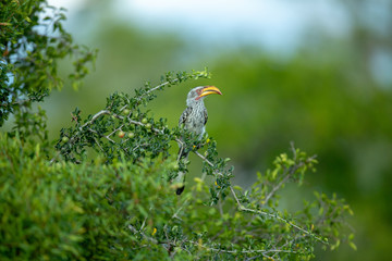 Yellow billed hornbill