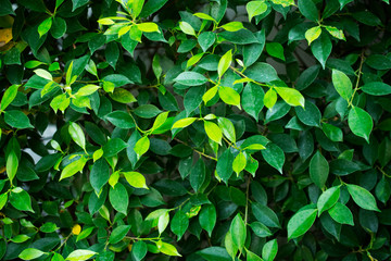 Fototapeta na wymiar green leaf on blurred greenery background concept