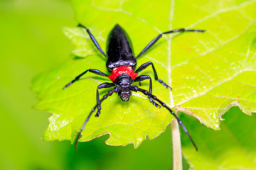 Fototapeta premium longicorn