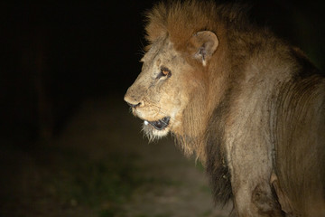 Large dominant male lion at night with a spotlight