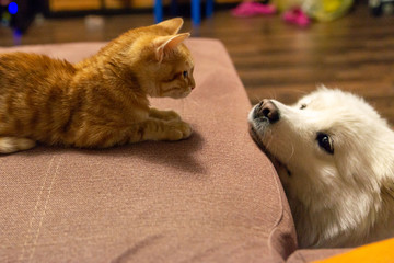 cat with dog on the couch - 257003303