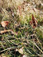 Texture of dry grass and leaves closeup in Russia, in March