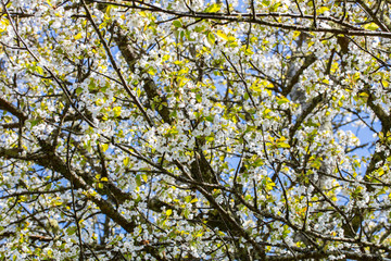 Spring Tree