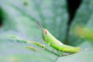 Oxyachinensis on plant
