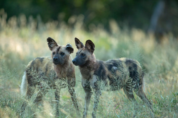 A pack of wild dogs with the alpha male showing obvious signs of being in a fight