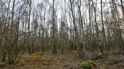 Fototapeta premium Soderasen