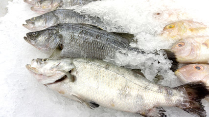Fish Raw on ice at the fish market and department store, Product Display Shelf.