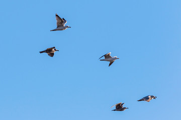 Herring gulls flying at the sky