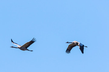 Pair of Cranes in the air