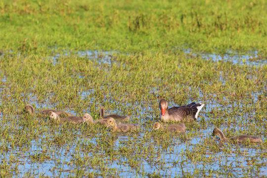Many Greylag Goose goslings © Lars Johansson