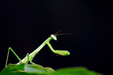 Mantis larvae on plant