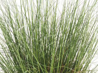 Bunch of green grass.