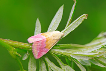 Obraz premium Moth insects on plant