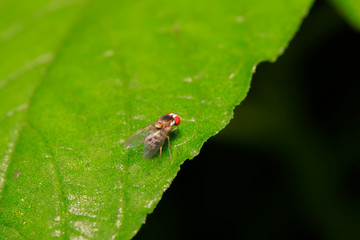 Fototapeta premium muscidae insects on plant