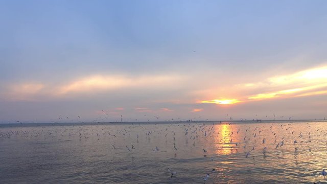 4K Video footage WS Landscape stabilize shot group of evacuated wild seagulls flying over sea water waving at twilight sunset sky with ocean liner and ships at skyline background.
