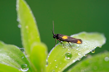 Moth insects on plant
