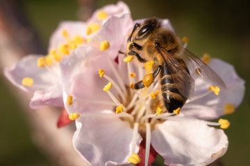 Bee on apricot flower. Macro shot of insect on a spring blossom of fruit tree.