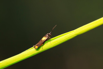 Moth insects on plant