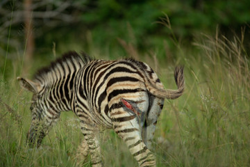 A young zebra foal showing signs of being attacked by a predator