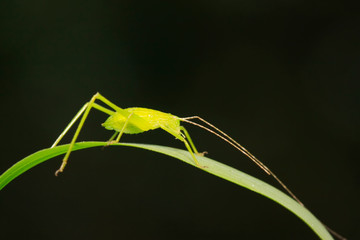 Phaneroptera sinensis on plant