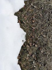 Melting snow on green grass closeup. Between winter and spring concept background