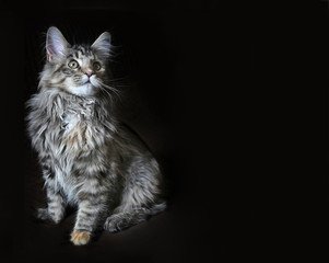Young maine coon cat on a dark background. Beautiful Kitty