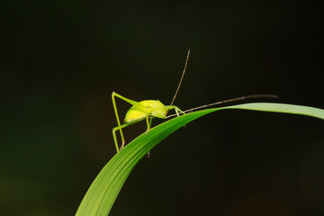 Phaneroptera sinensis on plant