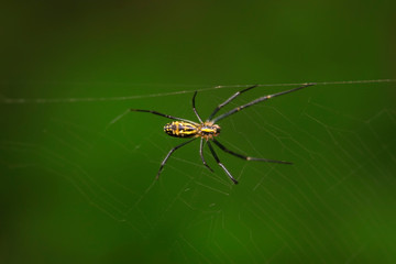 Nephila clavata