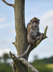 Obraz premium Ystad Djurpark