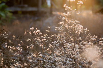 Fototapeta premium meadow flowers in early sunny fresh morning