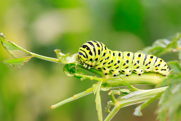 Papilio machaon on green plant