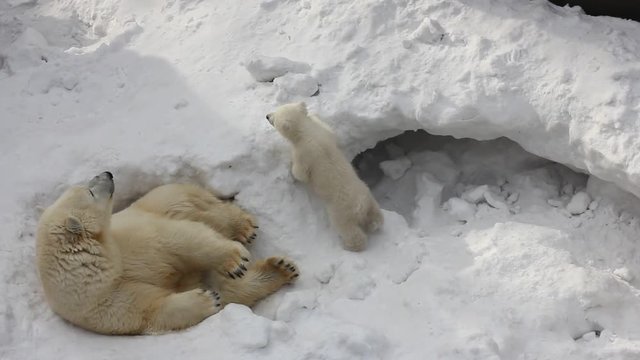 Family of white polar bear with little cubs. Newborn polar bear cubs play on snow.  