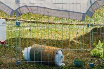 Kaninchen in Heutunnel Garten Schrebergarten © pusteflower9024