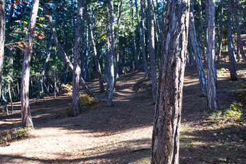 forested tree trunks. walk way in the forest