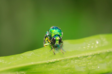 Chrysis shanghaiensis on green leaves