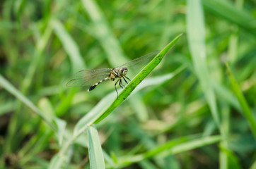 dragonfly on blade of grass